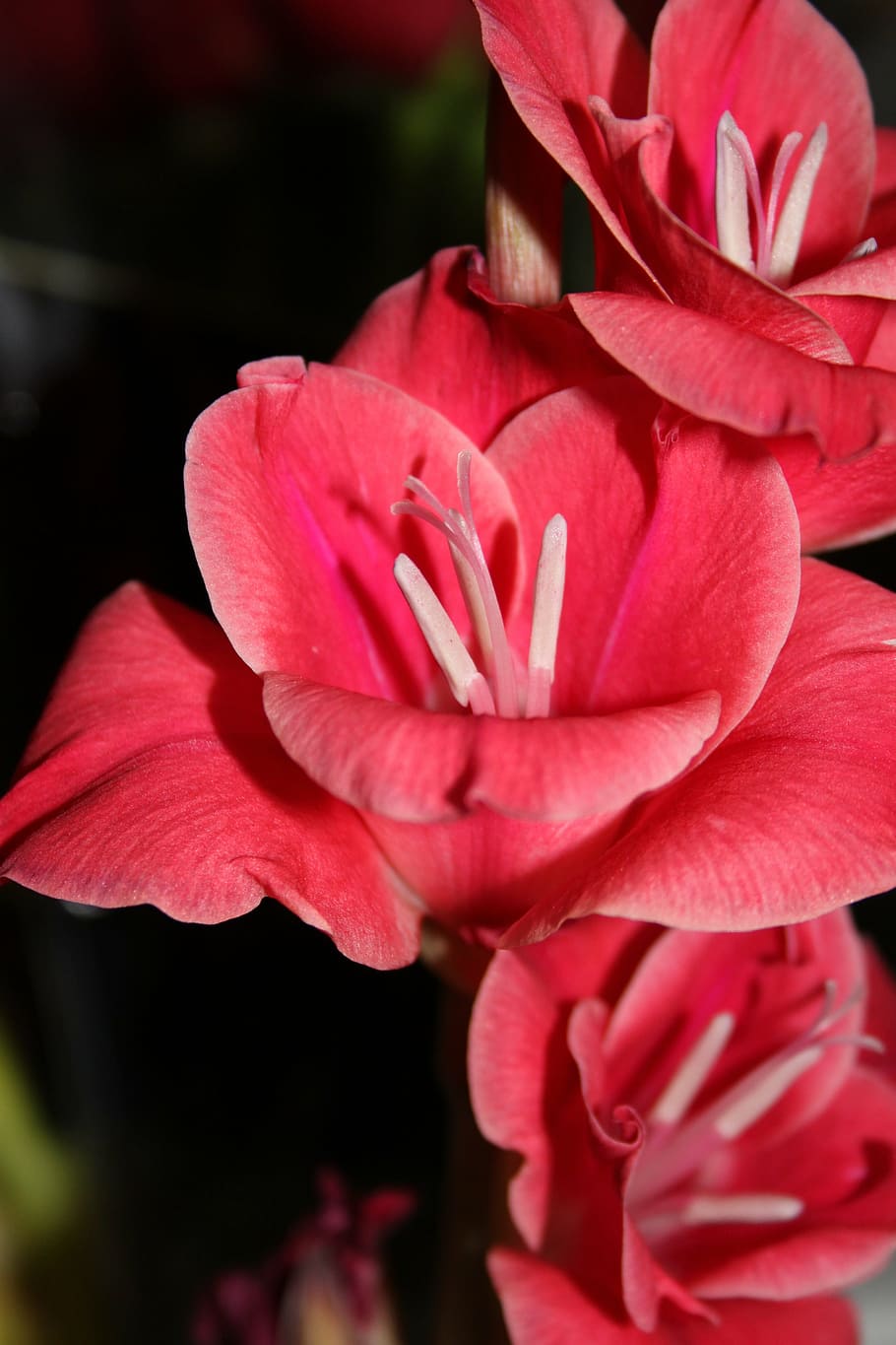 flower, nature, pink, spring, summer, blossom, romantic, composition HD wallpaper