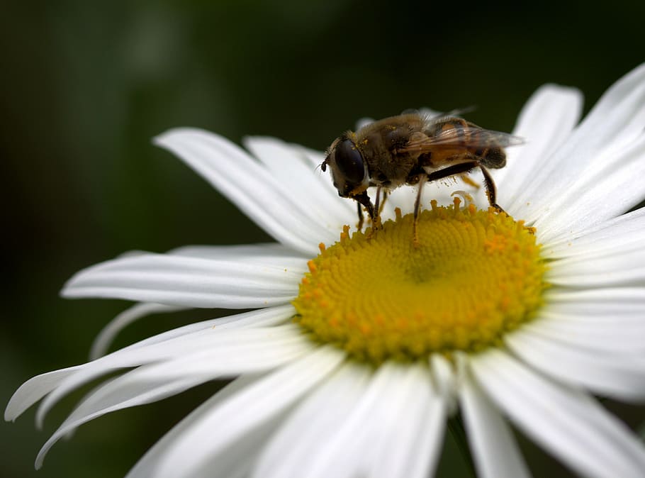 bee, daisy, pollen, work, insecta, nature, flower, white, flowering plant HD wallpaper