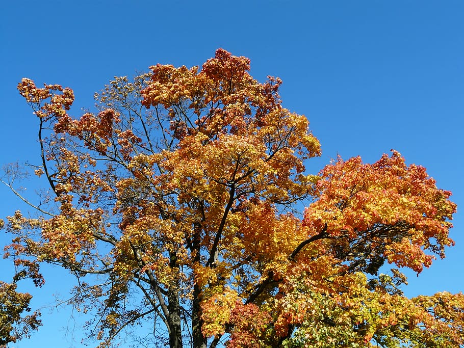 Tree, Maple, Autumn, Fall, Fall Color, autumn tree, fall foliage HD wallpaper