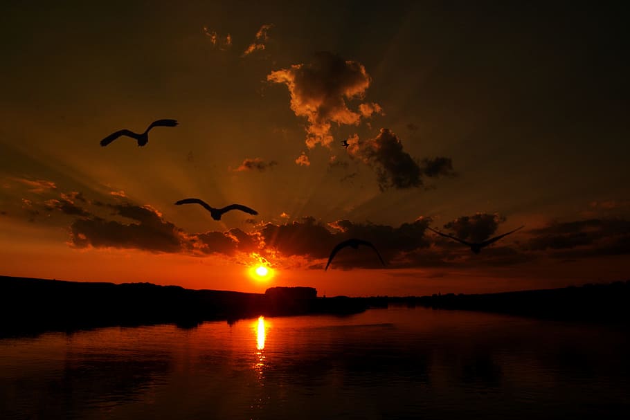 sunset, cloud, birds, water, reflection, red, in the evening HD wallpaper