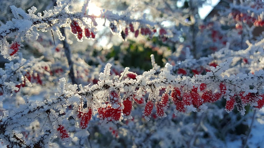 red fruits with white flowers, winter, ice, hoarfrost, wintry