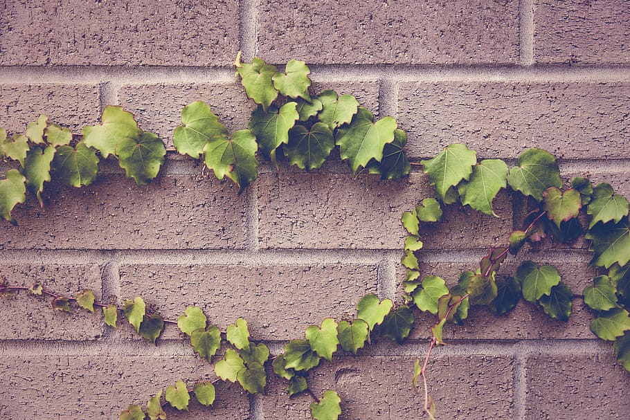 green leaf vine plant, urban, object, lazy, ivy, red, brick, wall