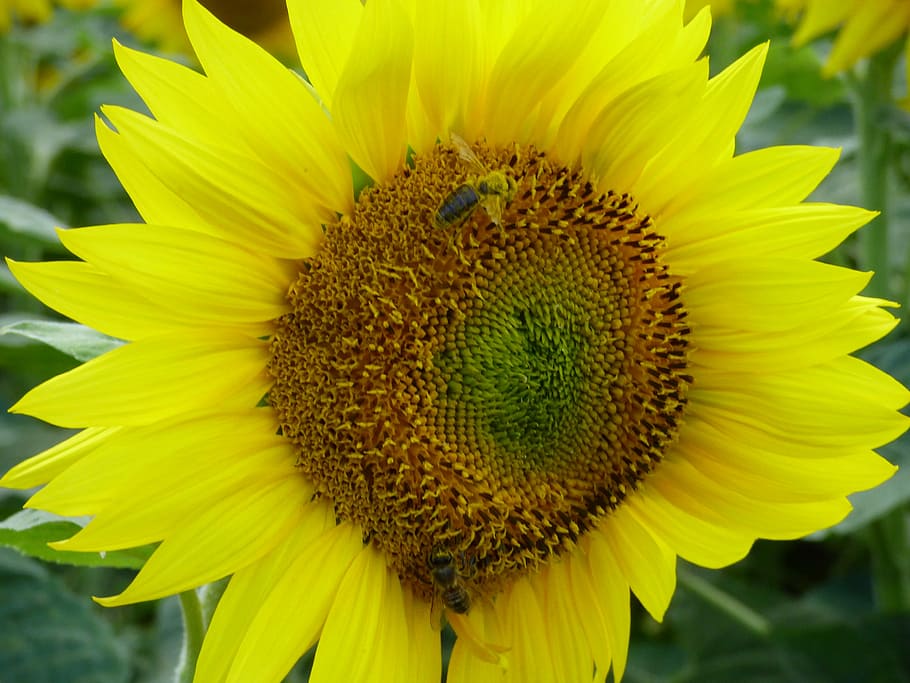 Sunflower, Bee, Insect, pollination, yellow, the sun, plant HD wallpaper