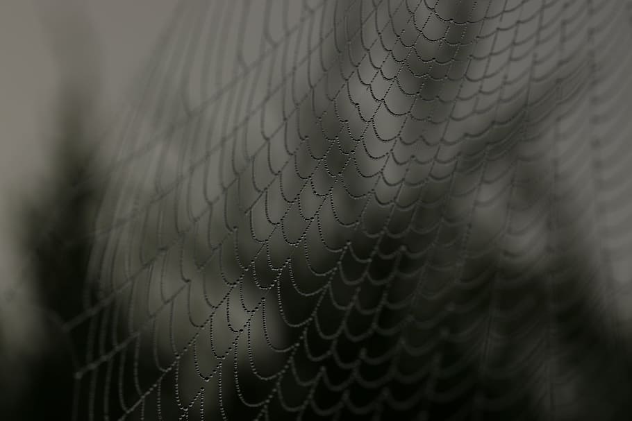 closeup photography of cobwebs, spider web, insect, nature HD wallpaper