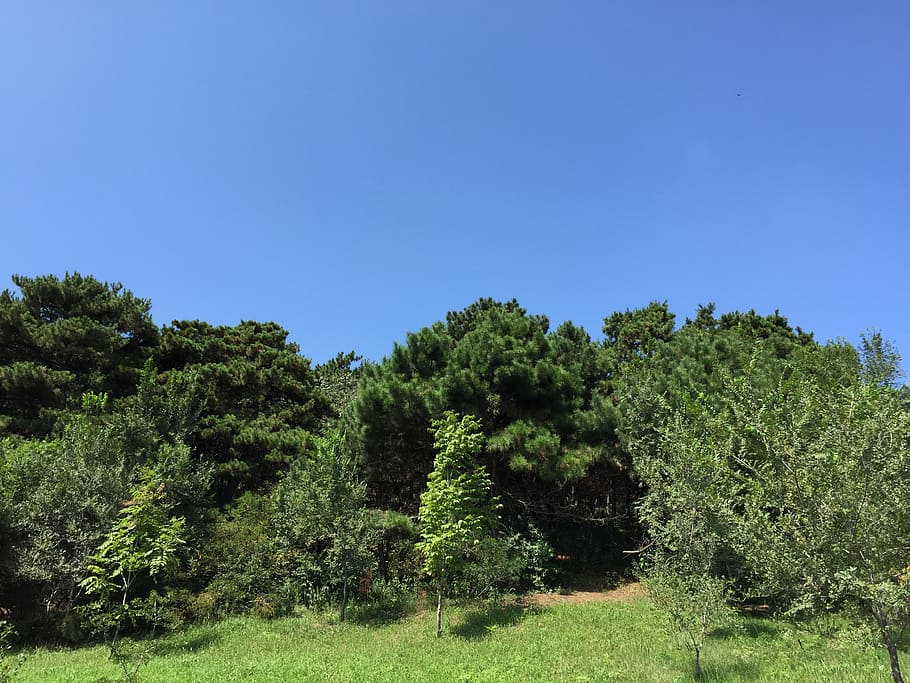 blue sky, white cloud, big trees, grass, plant, green color HD wallpaper