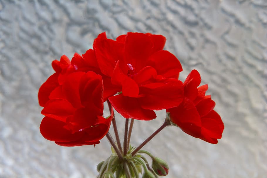 flower, nature, red, flowering plant, freshness, beauty in nature HD wallpaper