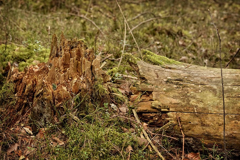 tree, tribe, tree stump, storm, damage, forest, nature, wood HD wallpaper
