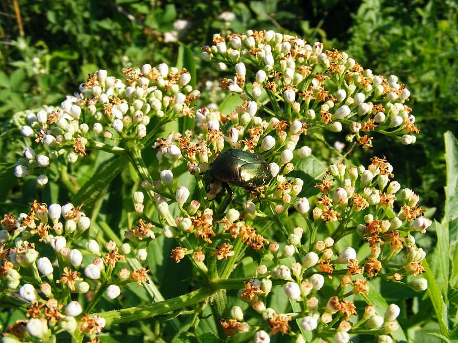 beetle, insect, bug, macro, flowers, feeding, fauna, flora HD wallpaper