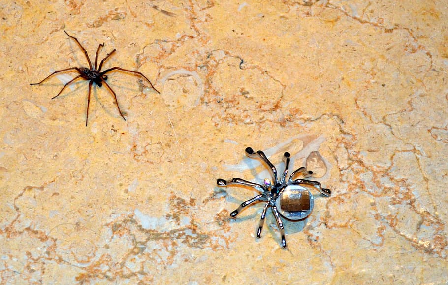 spider, crystal, nature, insect, animal, arachnid, wildlife HD wallpaper