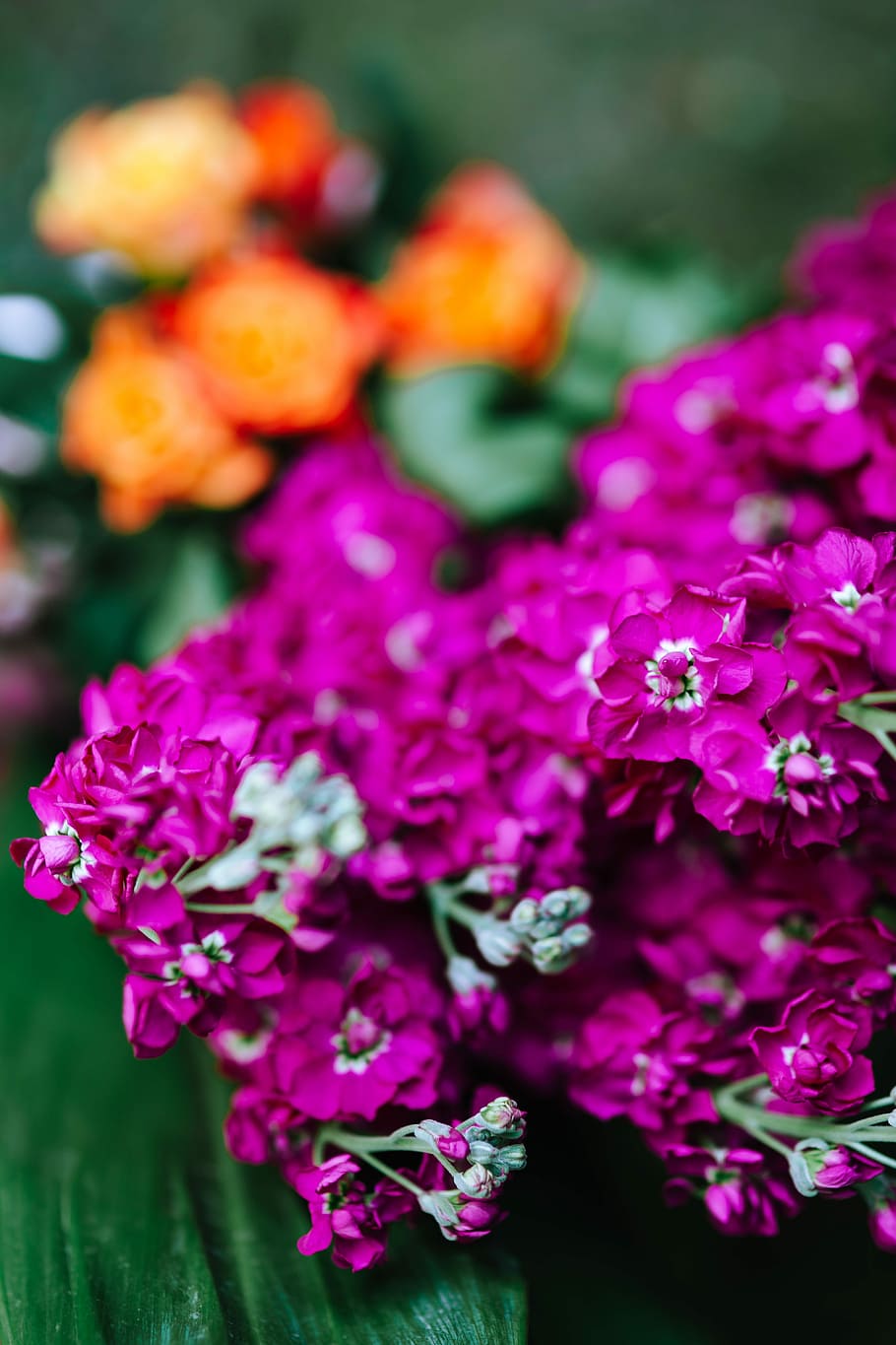 Colorful Exotic Flowers and Greenery, flora, leaf, leaves, tropical HD wallpaper