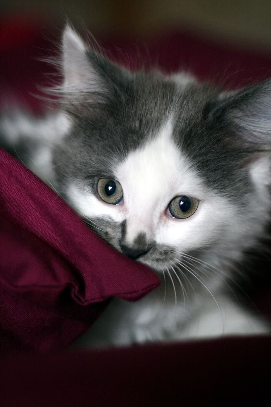 white and black kitten, cat, head, face, macro, close up, looking HD wallpaper