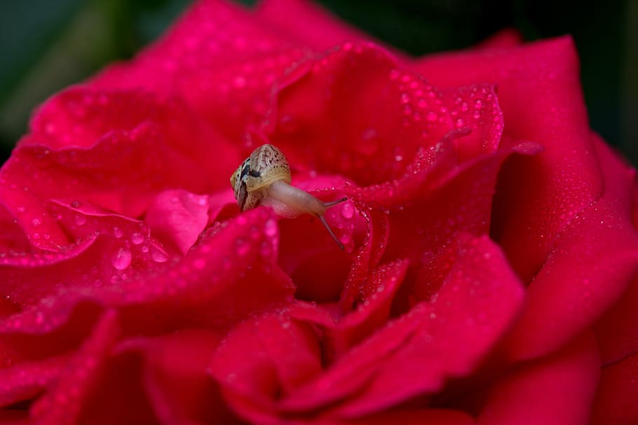 snail, rose, red, drops, shell, dew, petals, flower, flowering plant HD wallpaper