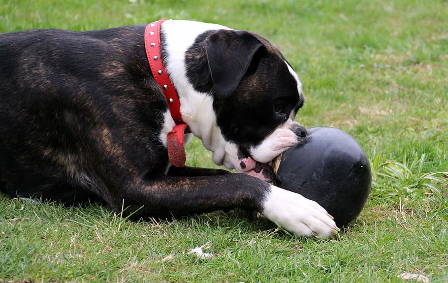 dog, boxer, pet, black and white, play, ball, access to maul, HD wallpaper
