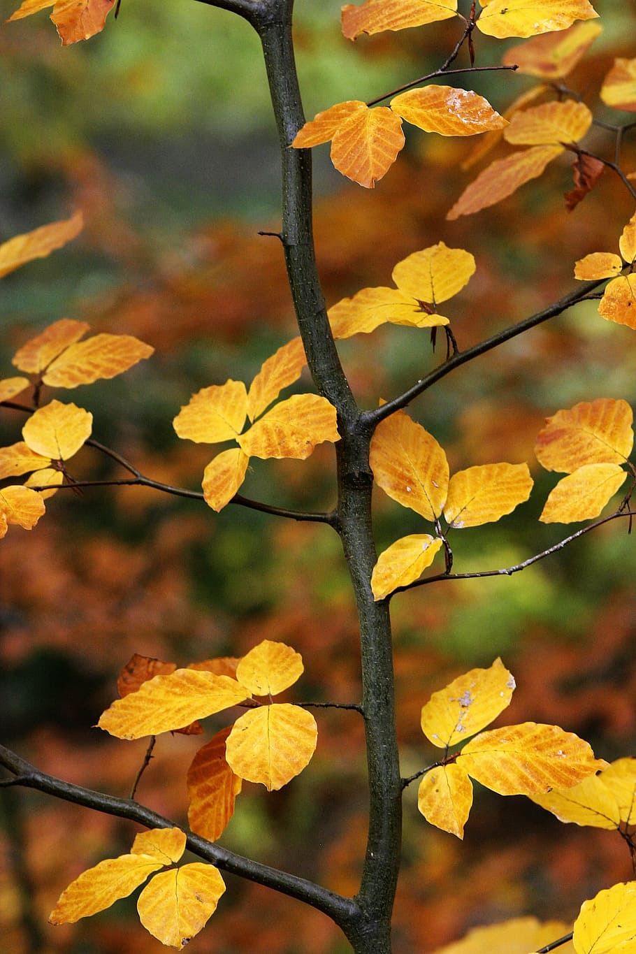 nature, plants, trees, branches, leaves, yellow, orange, brown HD wallpaper
