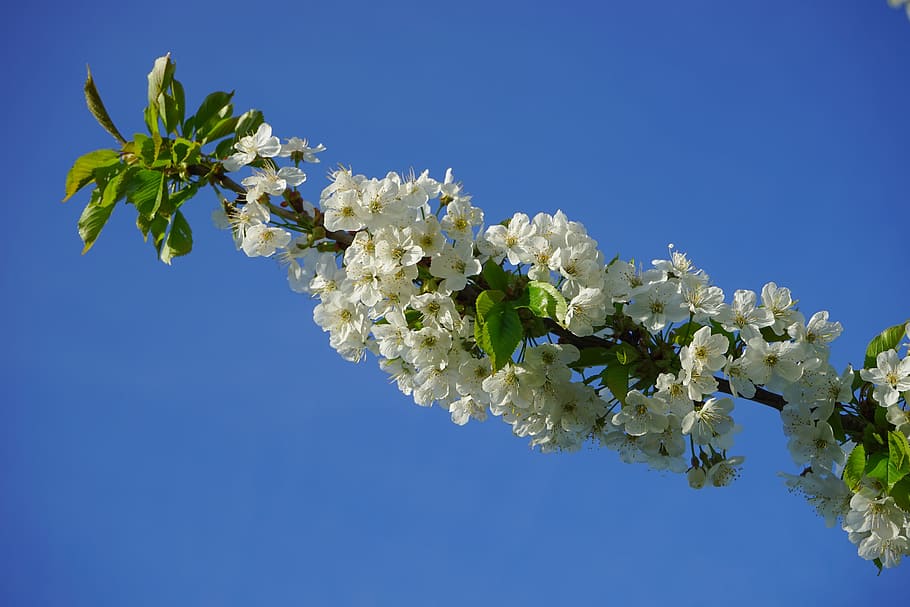 Cherry Blossoms, Flowers, White, Tree, flowering twig, branch HD wallpaper