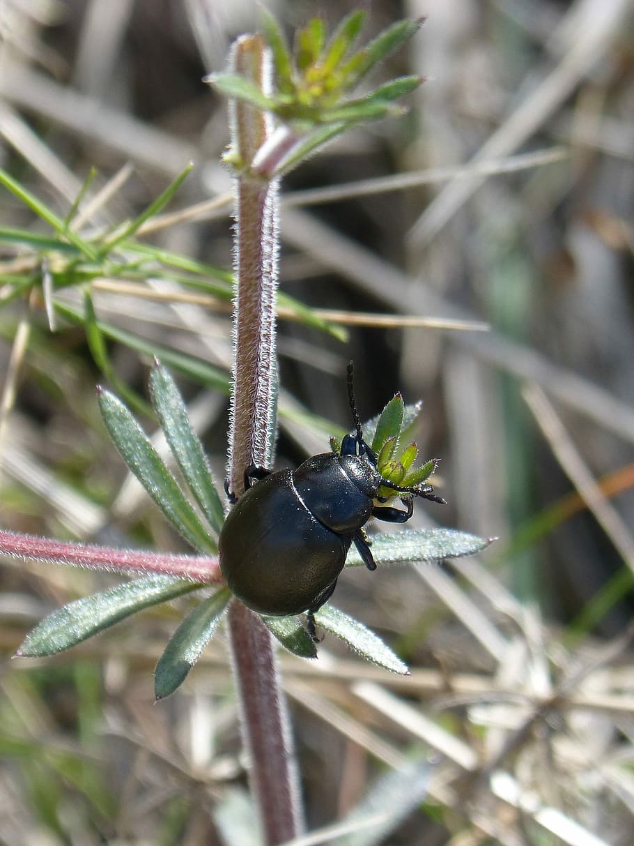 beetle, black beetle, nature, insect, outdoors, wild life, invertebrate HD wallpaper
