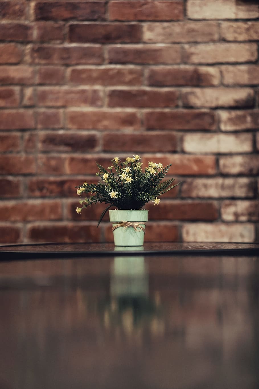 White Aster Flower in a Vase, blur, bricks, brickwall, close-up HD wallpaper