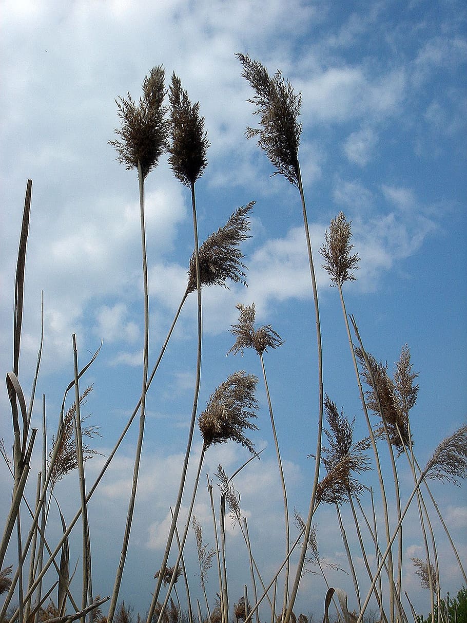 high, dry grass, sky, wind, movement, cloud - sky, plant, growth HD wallpaper