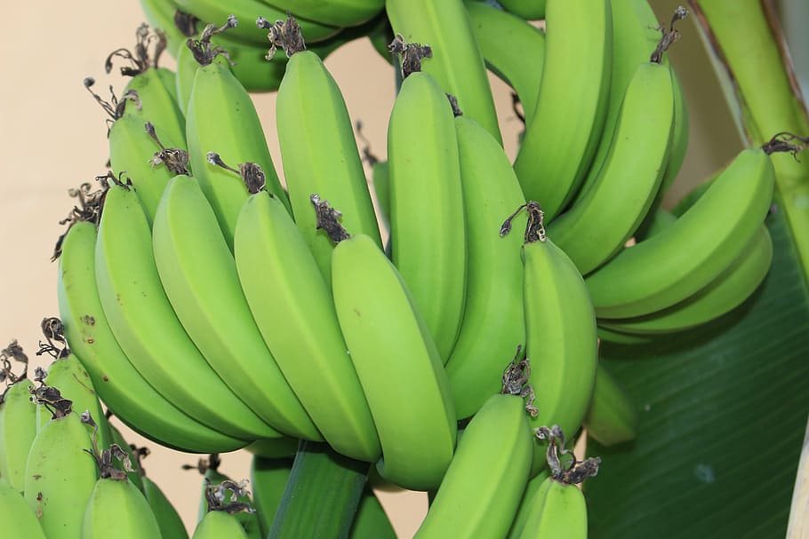 results, bananas, old, food and drink, green color, freshness HD wallpaper