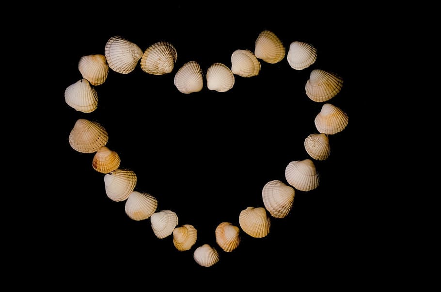 shell, shells, heart, love, isolated, postcard, natural, black HD wallpaper