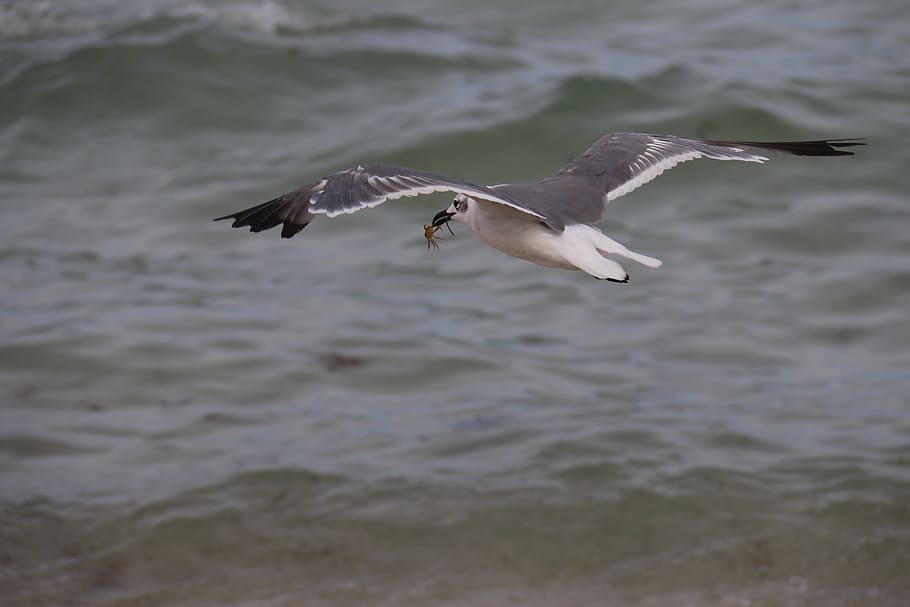 seagull, mar, beach, birds, nature, water, litoral, beira mar HD wallpaper