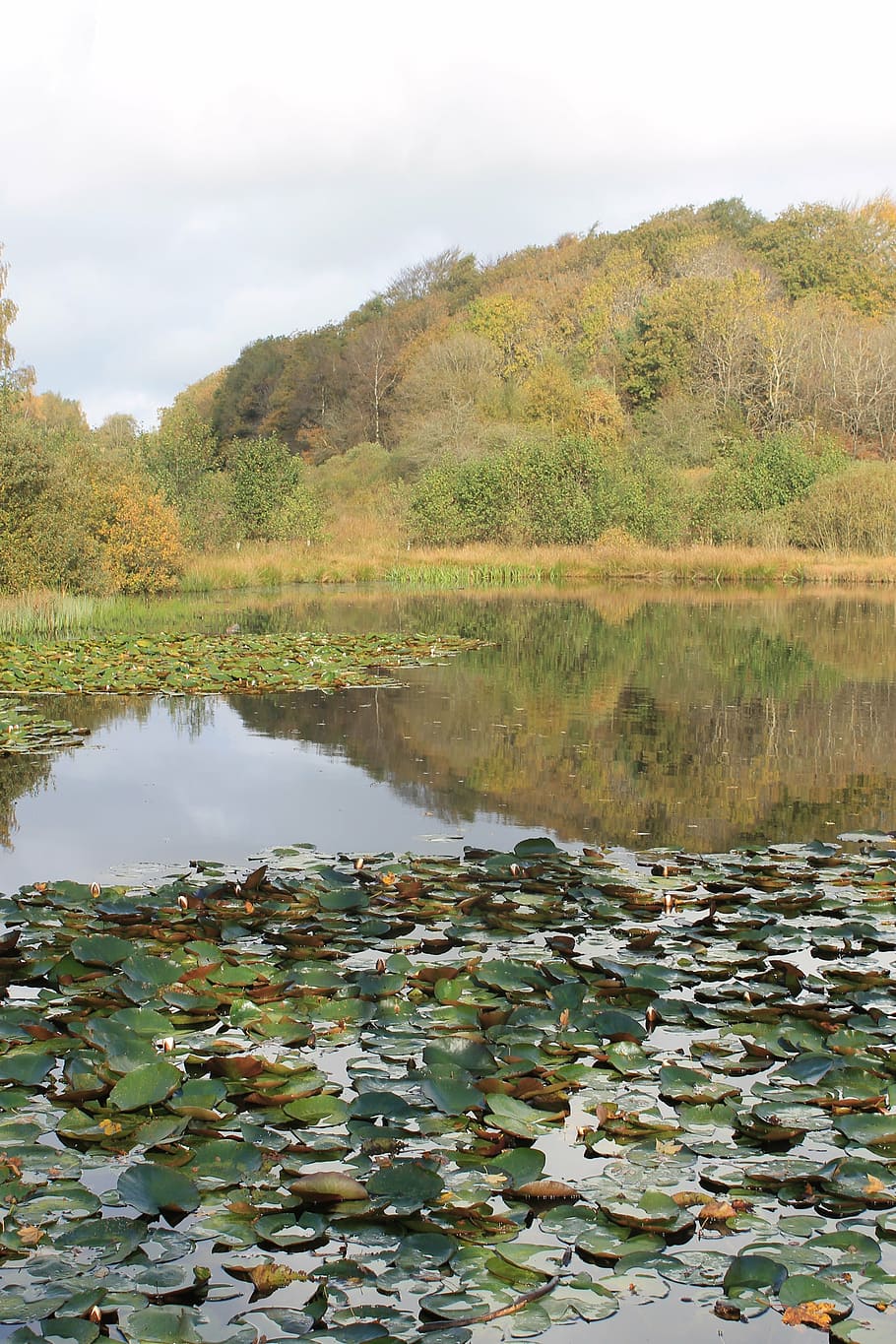 lake, denmark, pond, reflections, autumn, water, water lily HD wallpaper