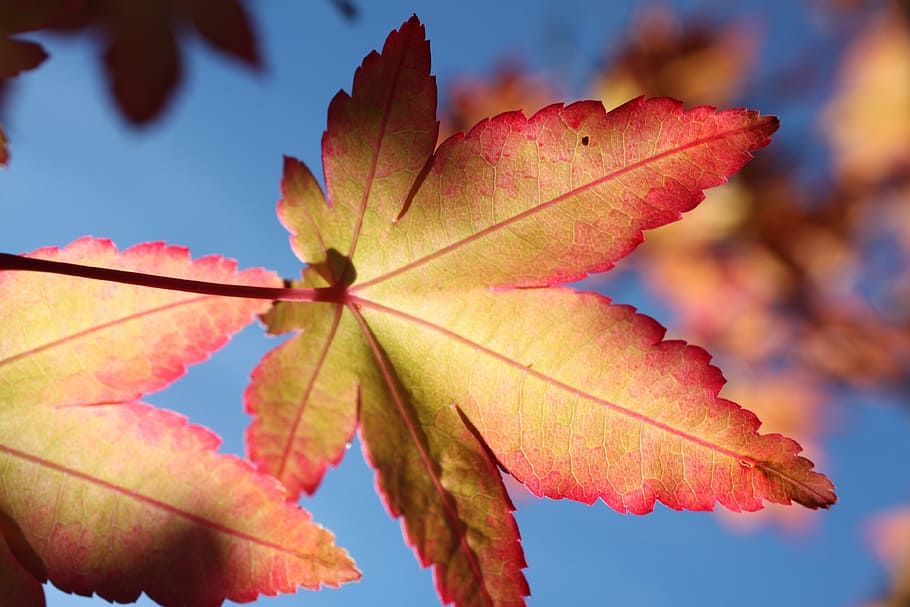 leaf, blue, autumn, fall, nature, green, plant, fresh, natural HD wallpaper
