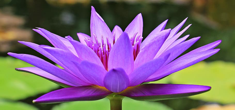 purple waterlily selective-focus photo, water lily, nuphar lutea, HD wallpaper