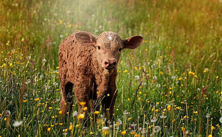 brown cattle on green plants, calf, reddish, small, sweet, meadow HD wallpaper