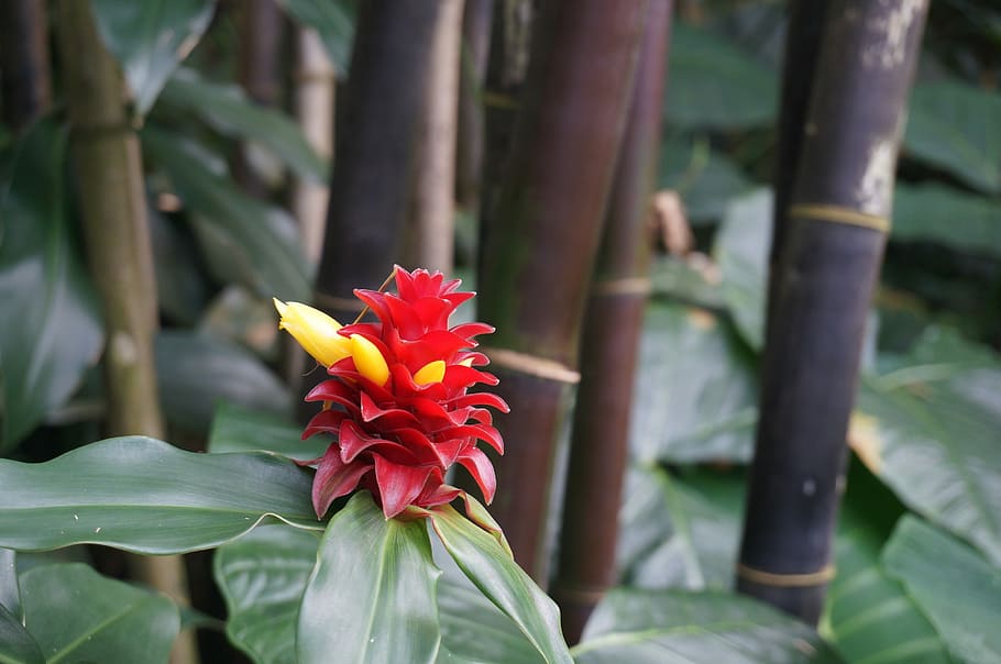 Hawaii, Flower, Tropical, fragility, day, beauty in nature HD wallpaper