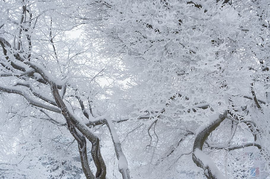 tree covered by snow, frosty tree, winter, twisty brances, dreamy frost HD wallpaper