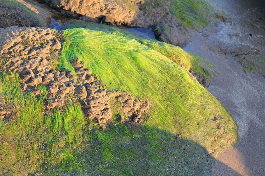 Seaweed, Nature, Texture, Marine, Algae, ocean, seashore, shoreline HD wallpaper