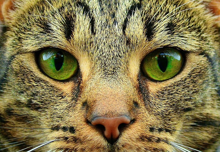 closeup photography of gray tabby cat, feline, mammal, animal, HD wallpaper