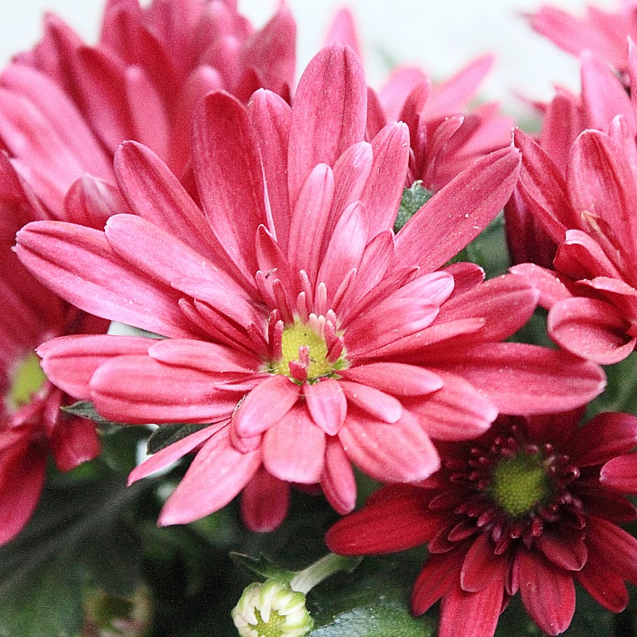 Aster, Blossom, Bloom, Flower, red, autumn, autumn-flowers HD wallpaper