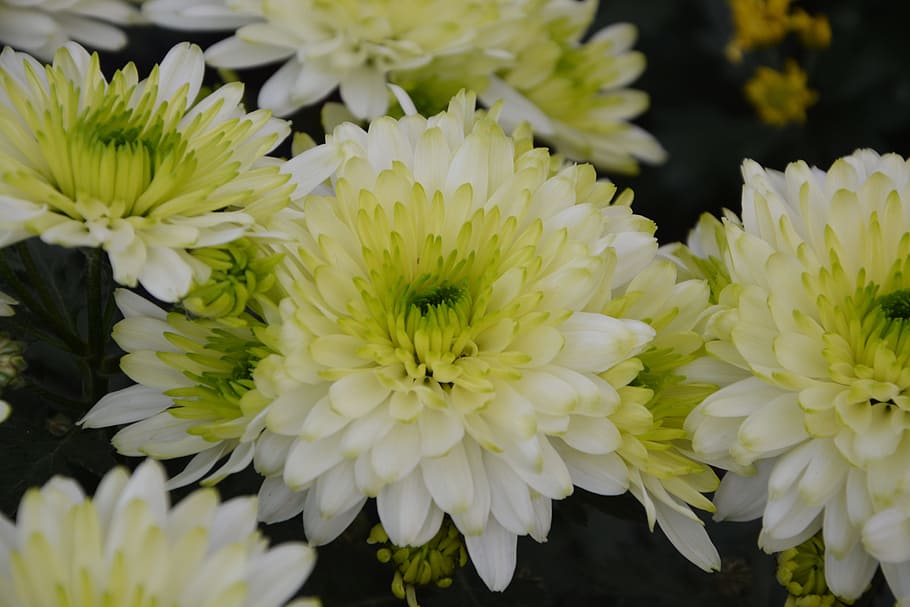 flowers white chrysanthemums, nature, toussaint, offer, events, HD wallpaper