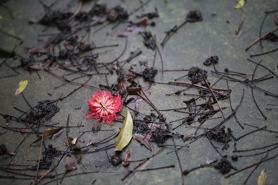 flower, red, after raining, spring, flag, plant, nature, grow HD wallpaper