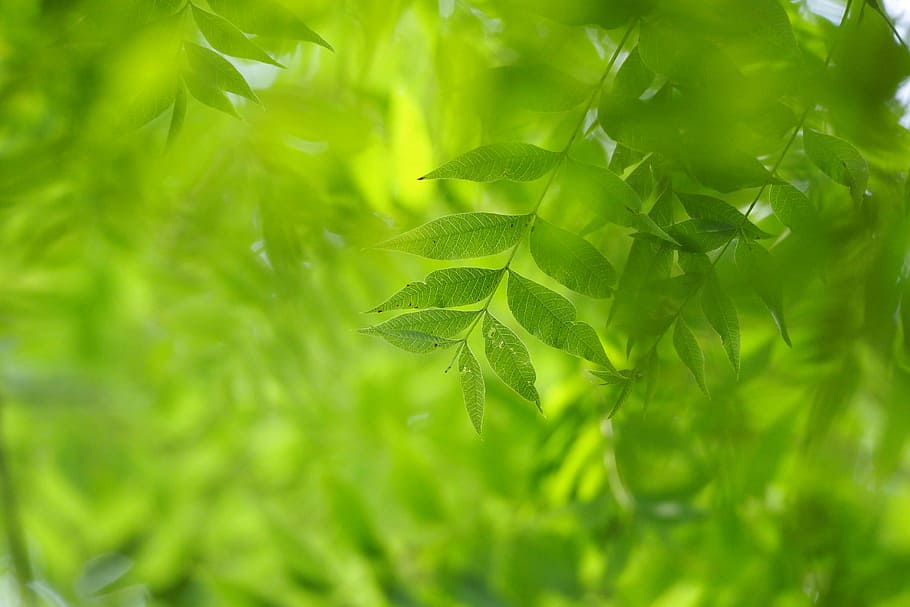 taipei, taiwan, botanical garden, green leaves, foliage, tree leaf, HD wallpaper