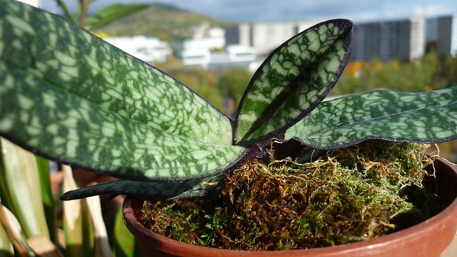 leaf patterning, orchid leaf, ornament, beautiful, plug, paphiopedilum HD wallpaper
