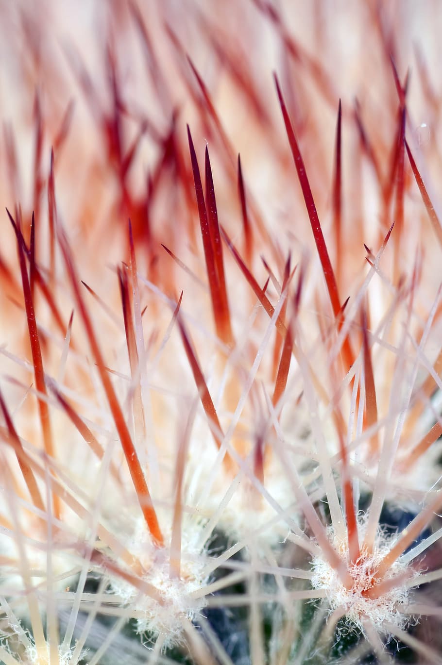 untitled, cactus, colic, flower, macro, nature, close-up, plant HD wallpaper