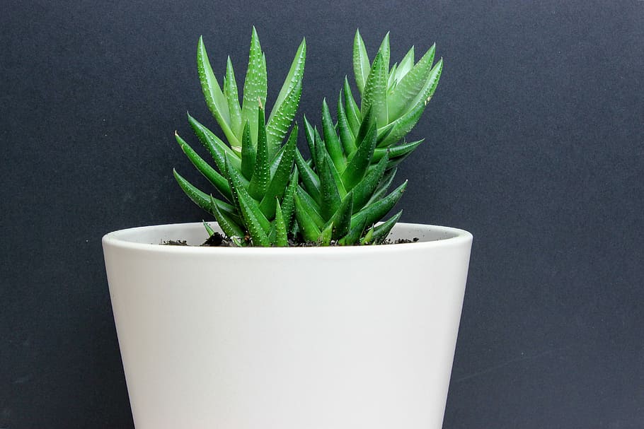 green snake plant and white pot, cactus, black background, white base, HD wallpaper