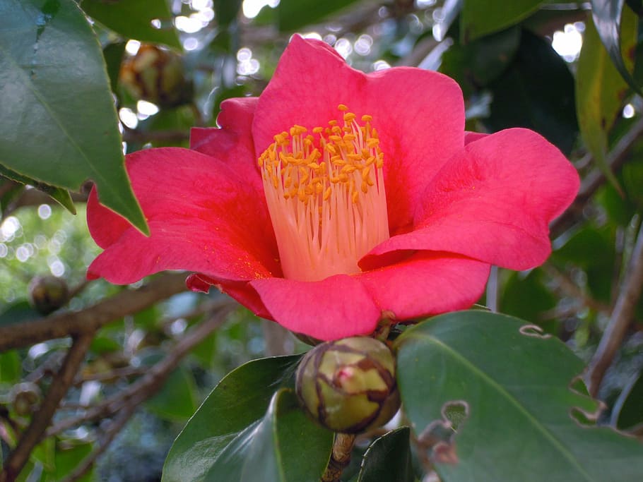 camellia, univalve, pistil, camellia japonica, flowering plant