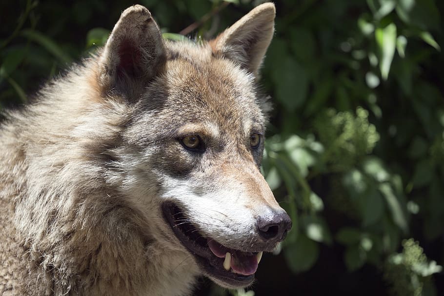 close-up photo of brown and white wolf, european wolf, alpha male