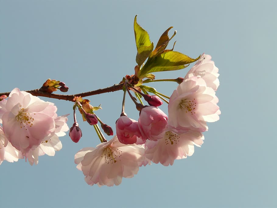 cherry blossom, bloom, tree, japanese cherry, japanese flowering cherry HD wallpaper