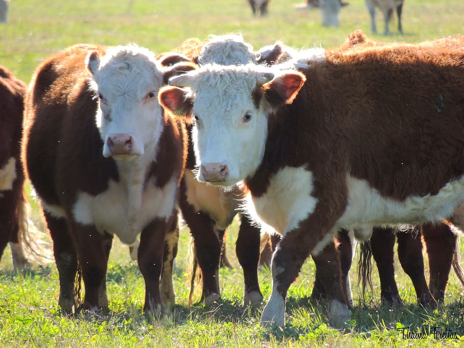 Boi, Hereford, Cattle, Gaucho, cattle gaucho, brazilian cattle, HD wallpaper