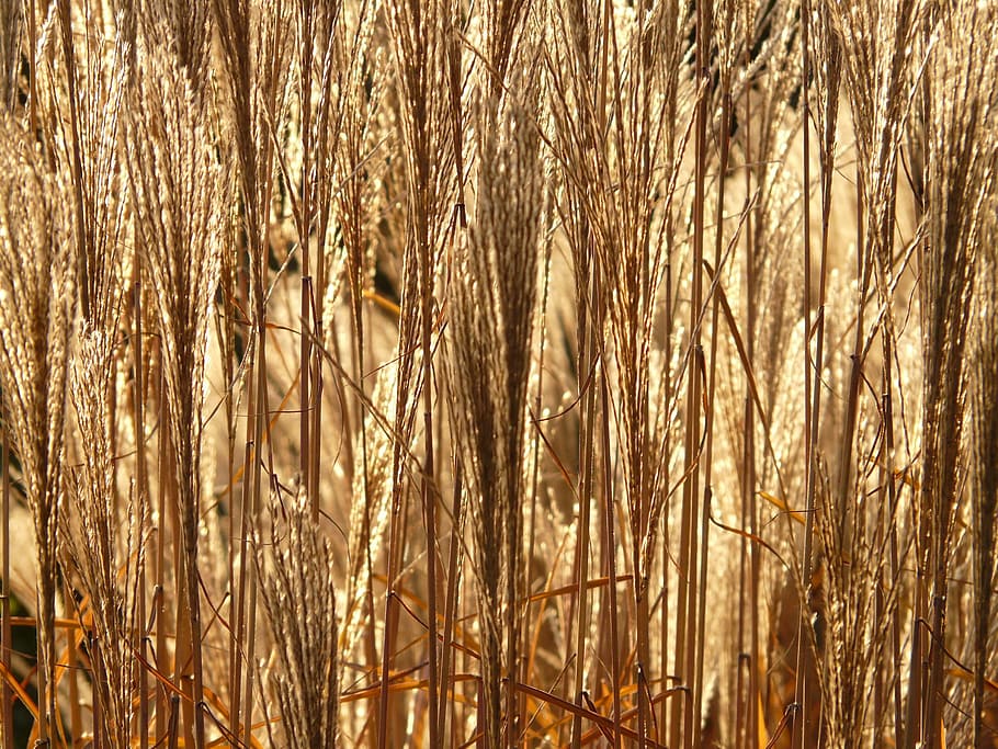 Miscanthus, Miscanthus Sinensis, back light, licorice, poaceae HD wallpaper