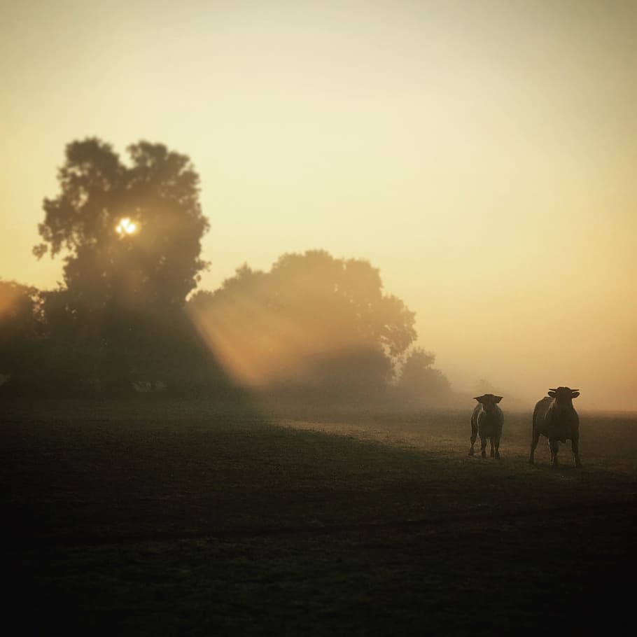 Sunrise, Cows, Oxen, Tree, Morning, field, sunset, grass, silhouette HD wallpaper