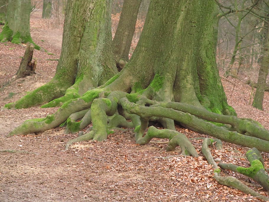Tree Root, Old, Forest, old root, log, tree stump, tribe, root system HD wallpaper