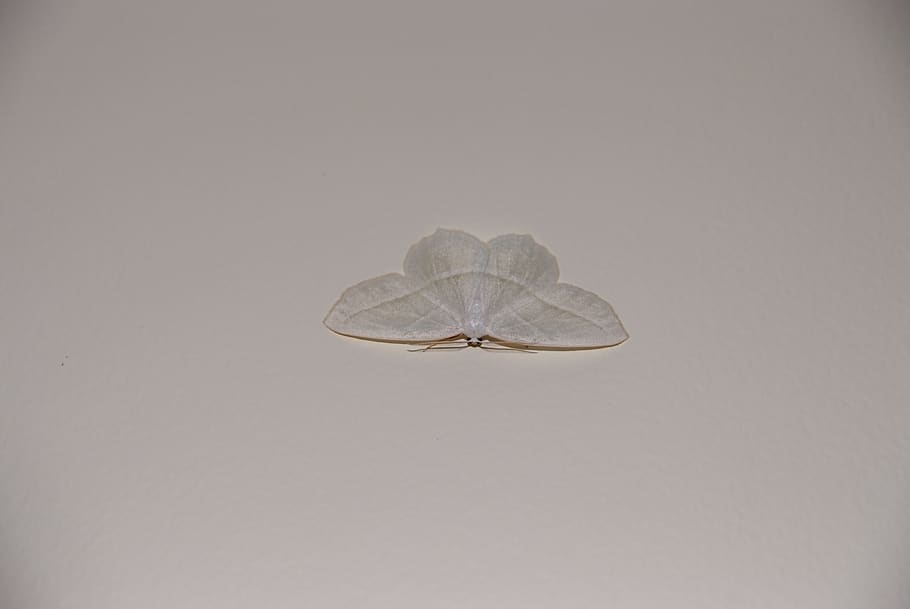 moth, white, wall, insect, studio shot, one animal, animal themes HD wallpaper