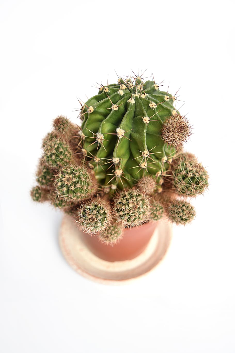 succulent, cactus, cacti, cactae, botanical, plant, flower HD wallpaper