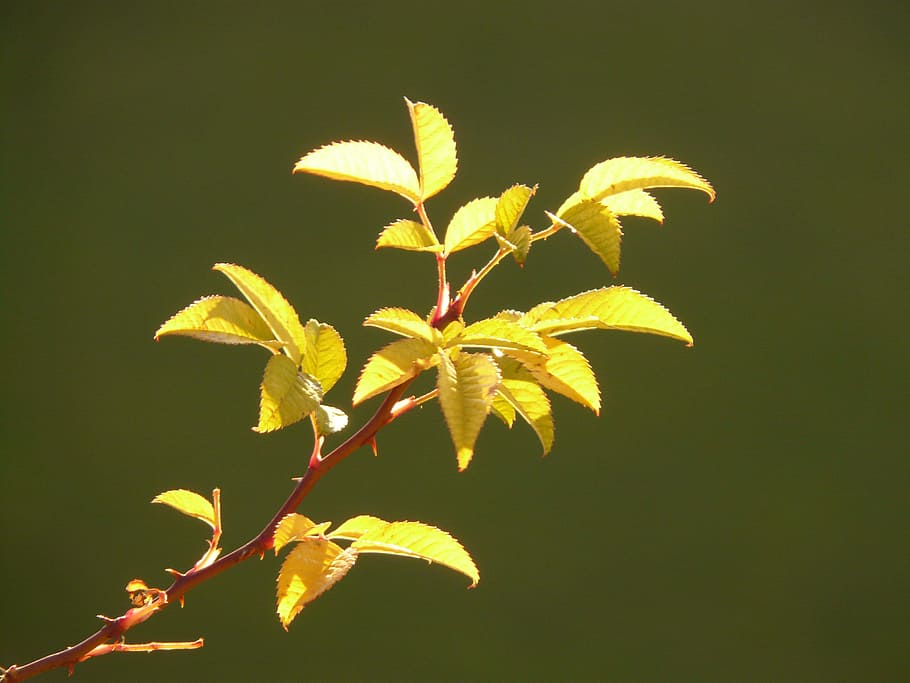 leaf, plant, back light, rose hip, thorn, thorns, plant part HD wallpaper